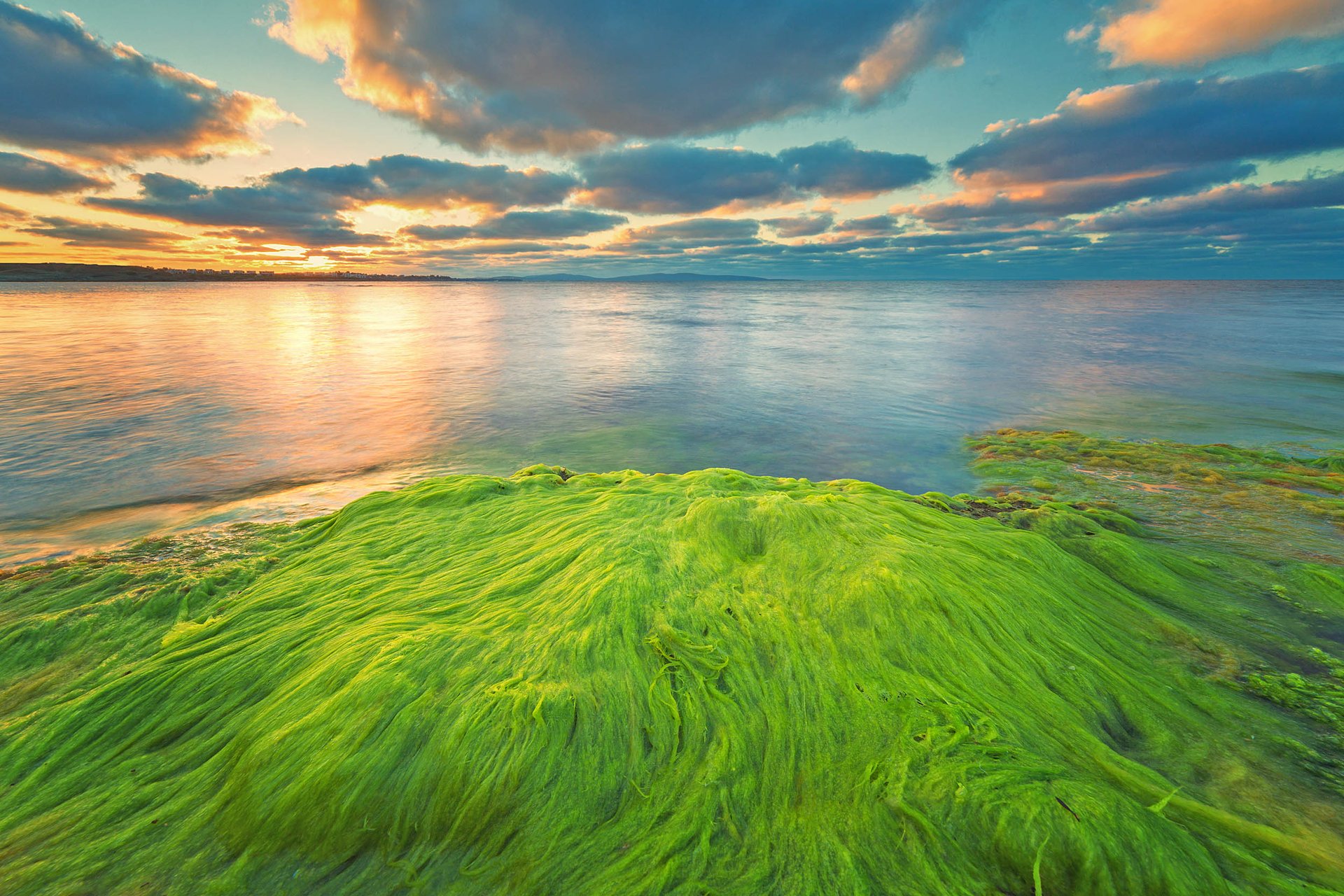 Algae may soon be a source of clean energy