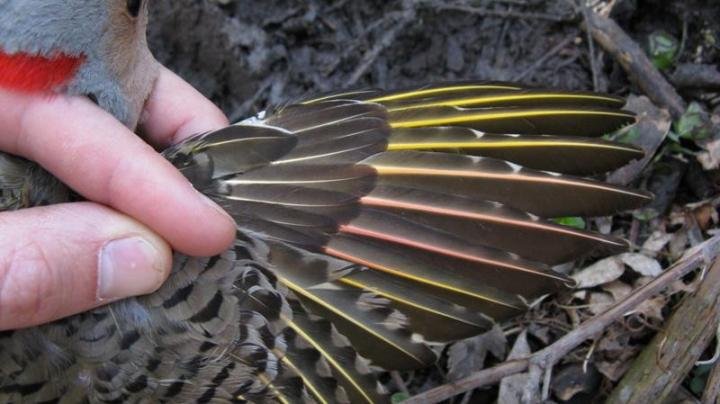 Invasive honeysuckle plants die woodpecker's wings red