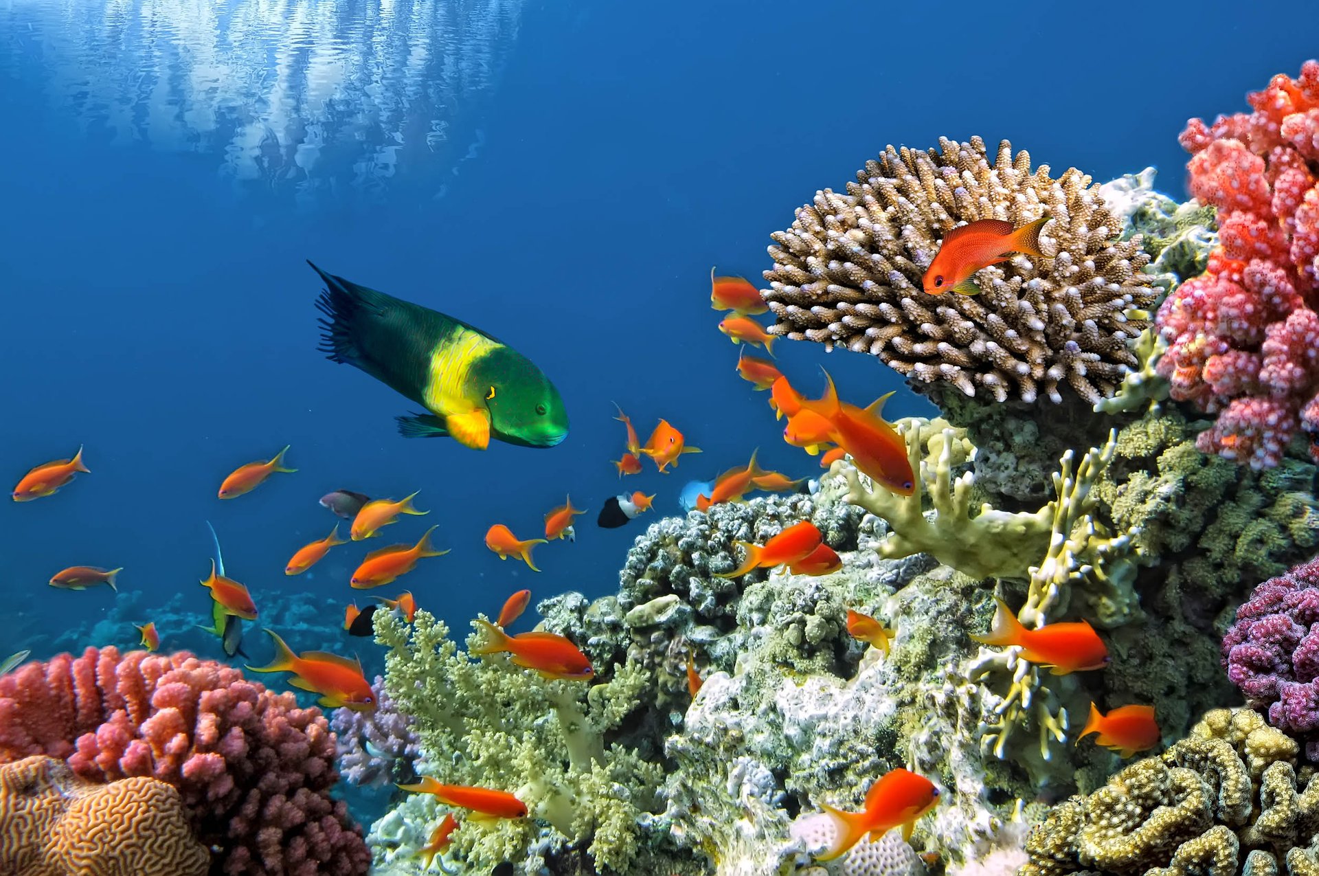 Corals and marine microbes work together shaping reefs