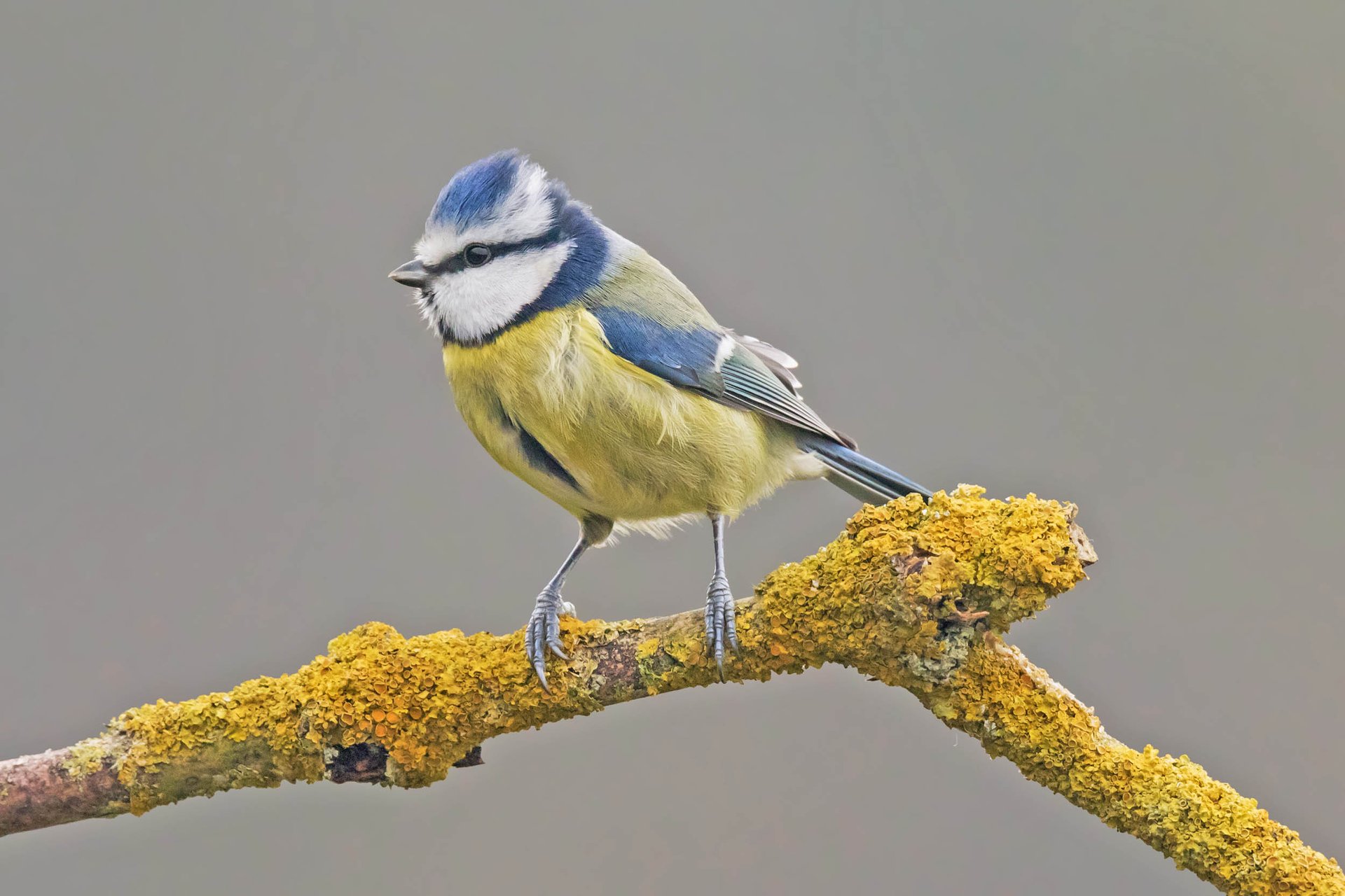 Blue tit migration driven by the environment