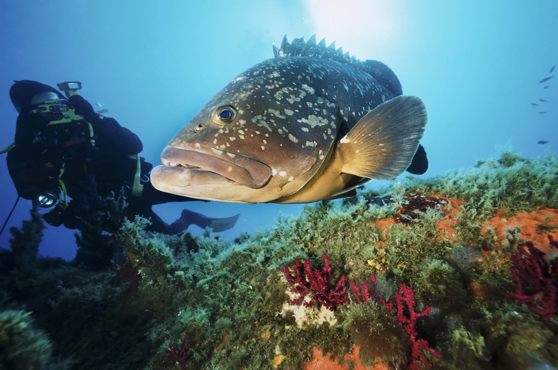 Feds are assessing the health of Hawaii's fish population