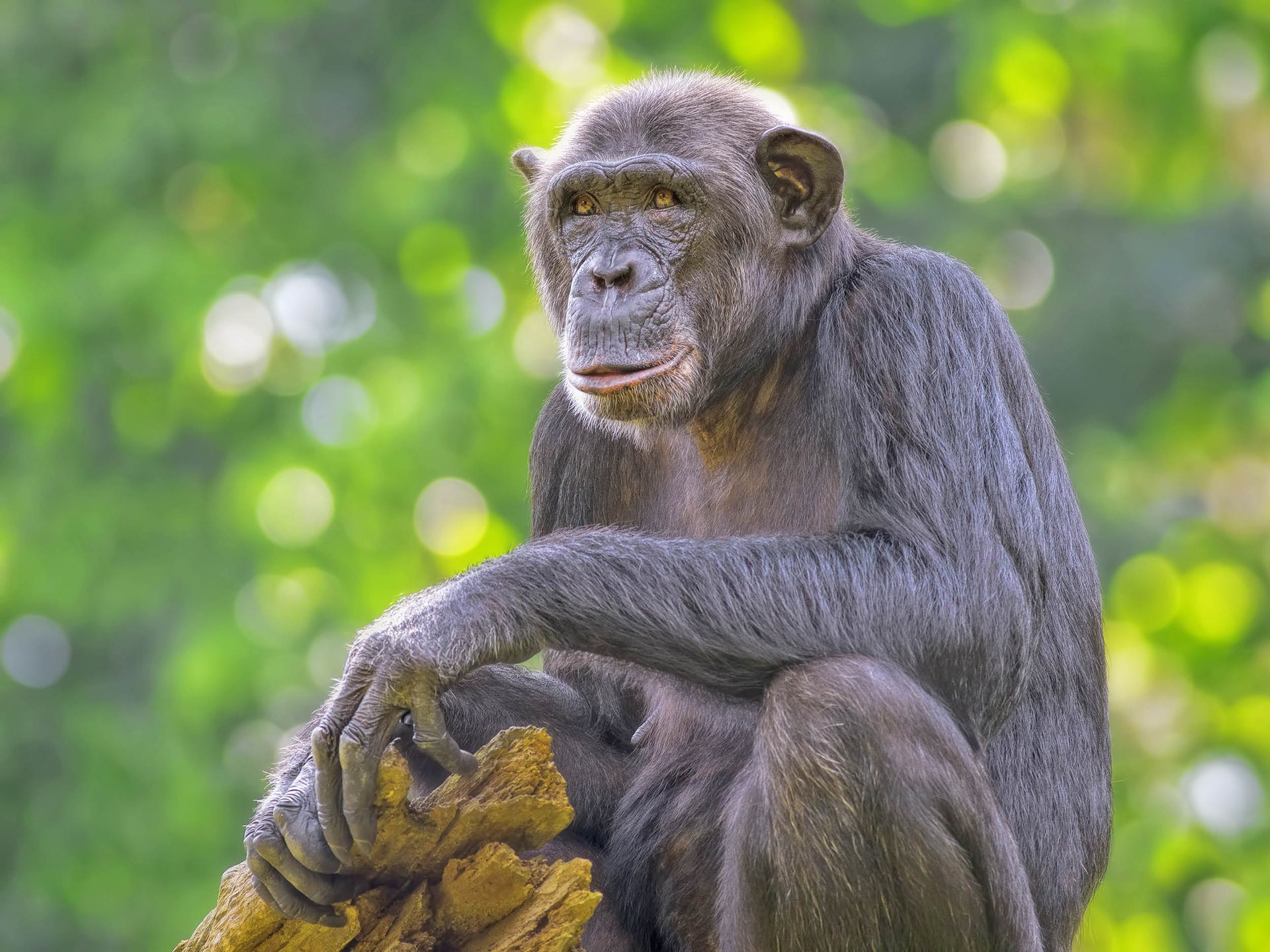 Female chimpanzees don't fight for status