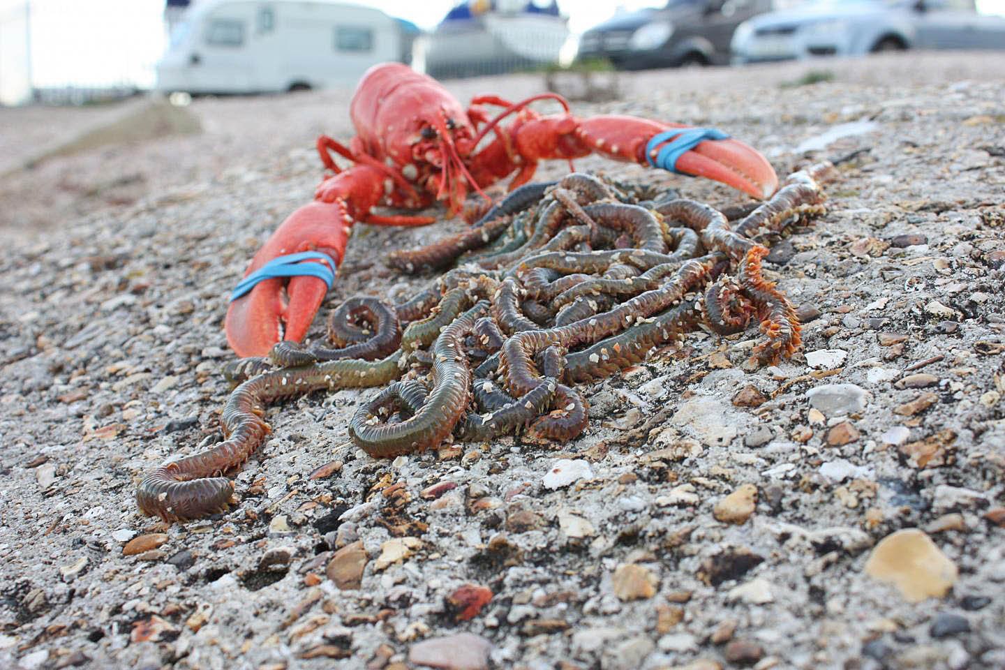 Study: Bait worms are more valuable than premium seafood