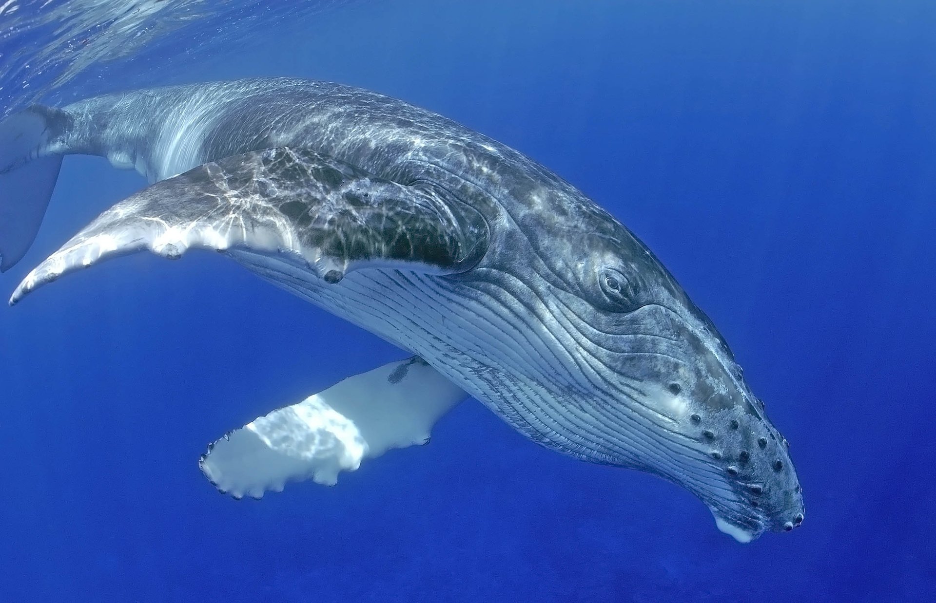 Protecting their habitats is key to the recovery of humpback whales