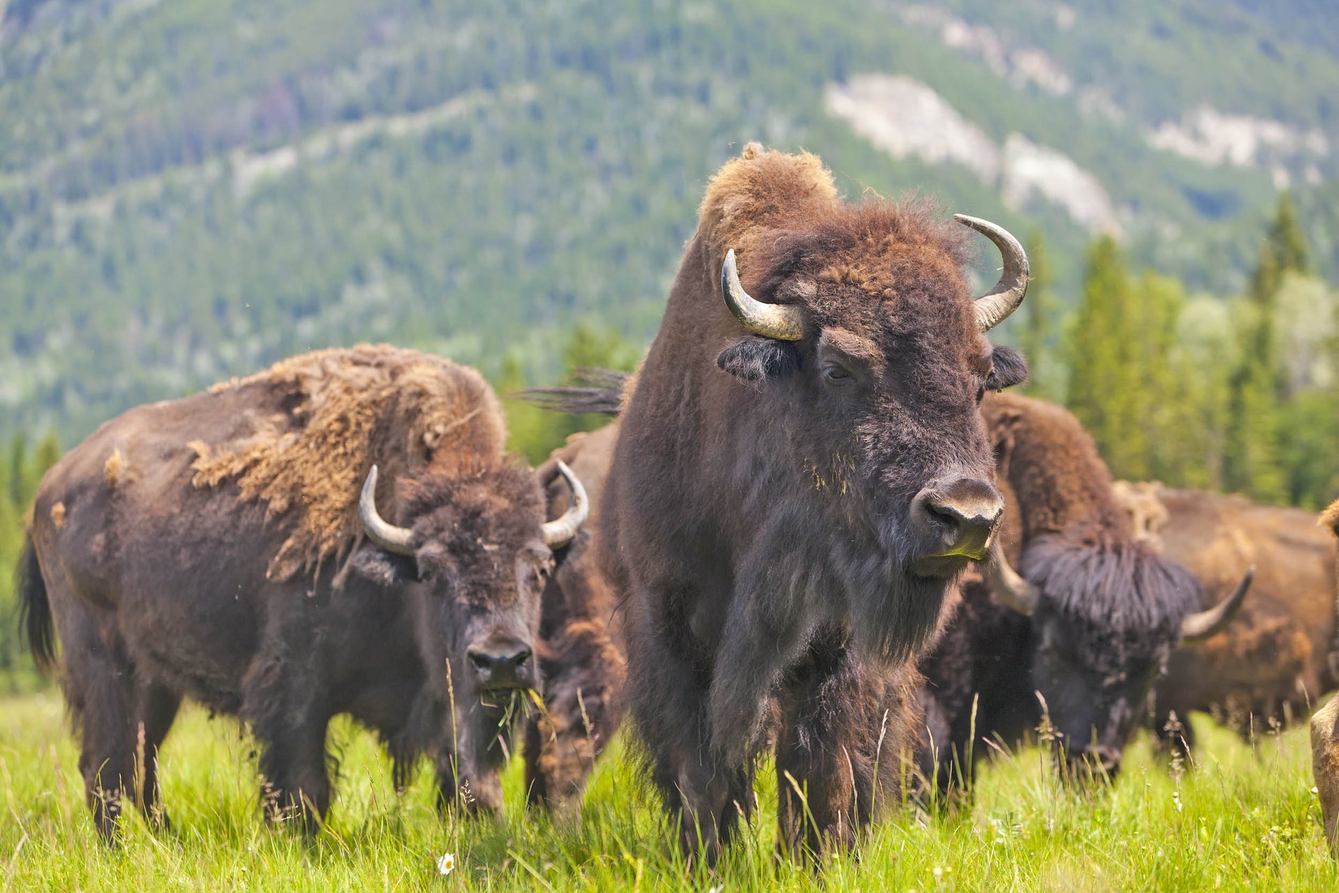 Scientists work to increase the genetic diversity of Yellowstone bison
