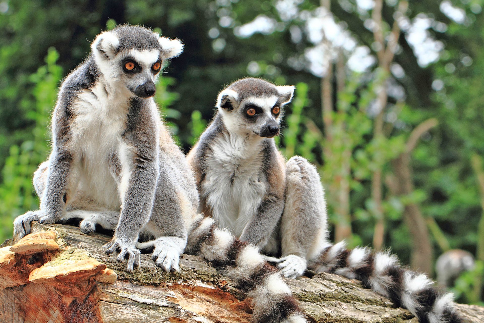 Bushmeat hunting poses a food security threat around the world