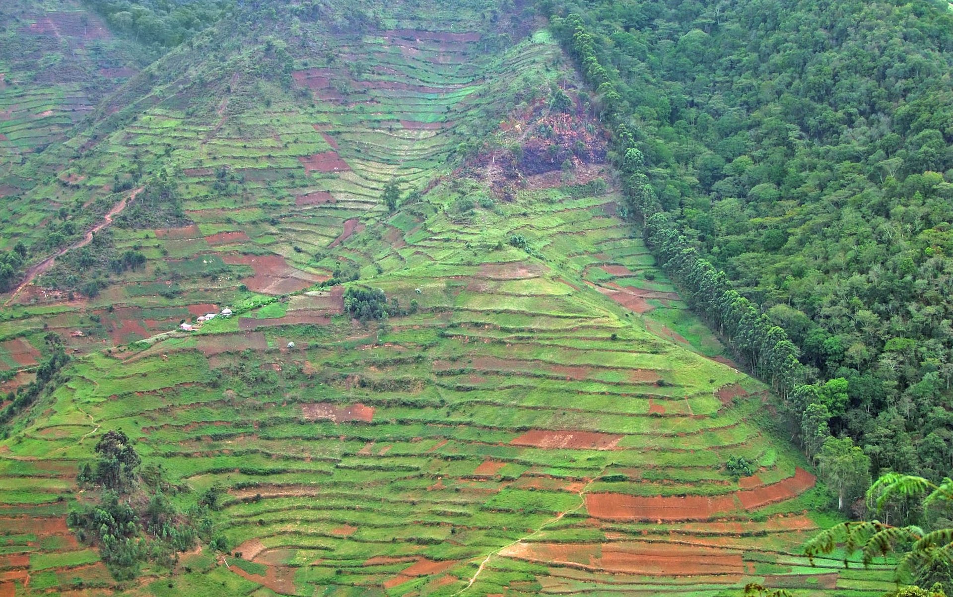 The fight against deforestation in Africa
