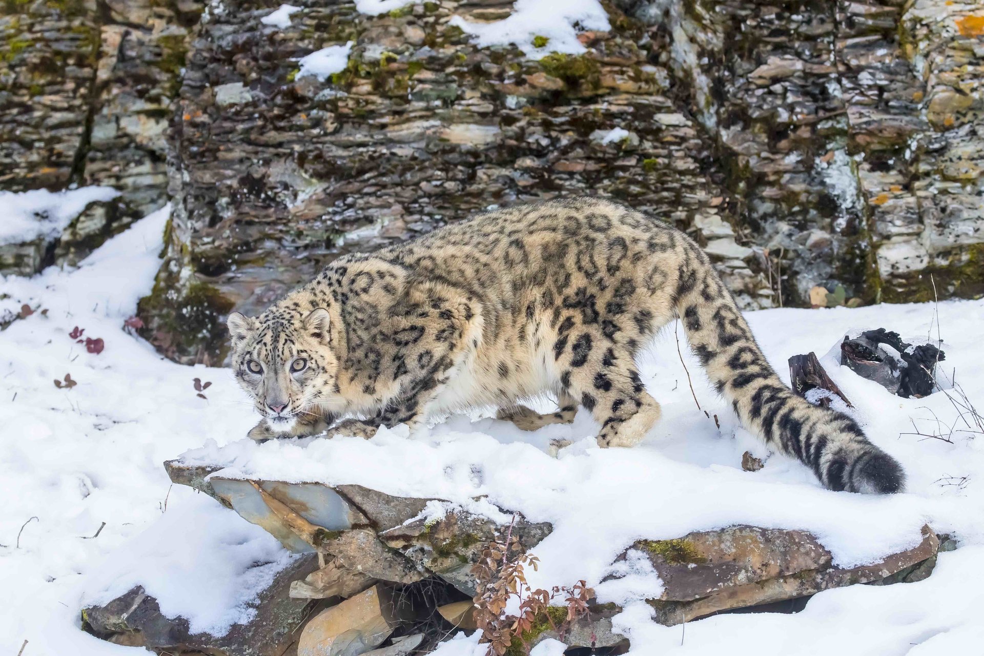 New report reveals low numbers of the endangered snow leopard