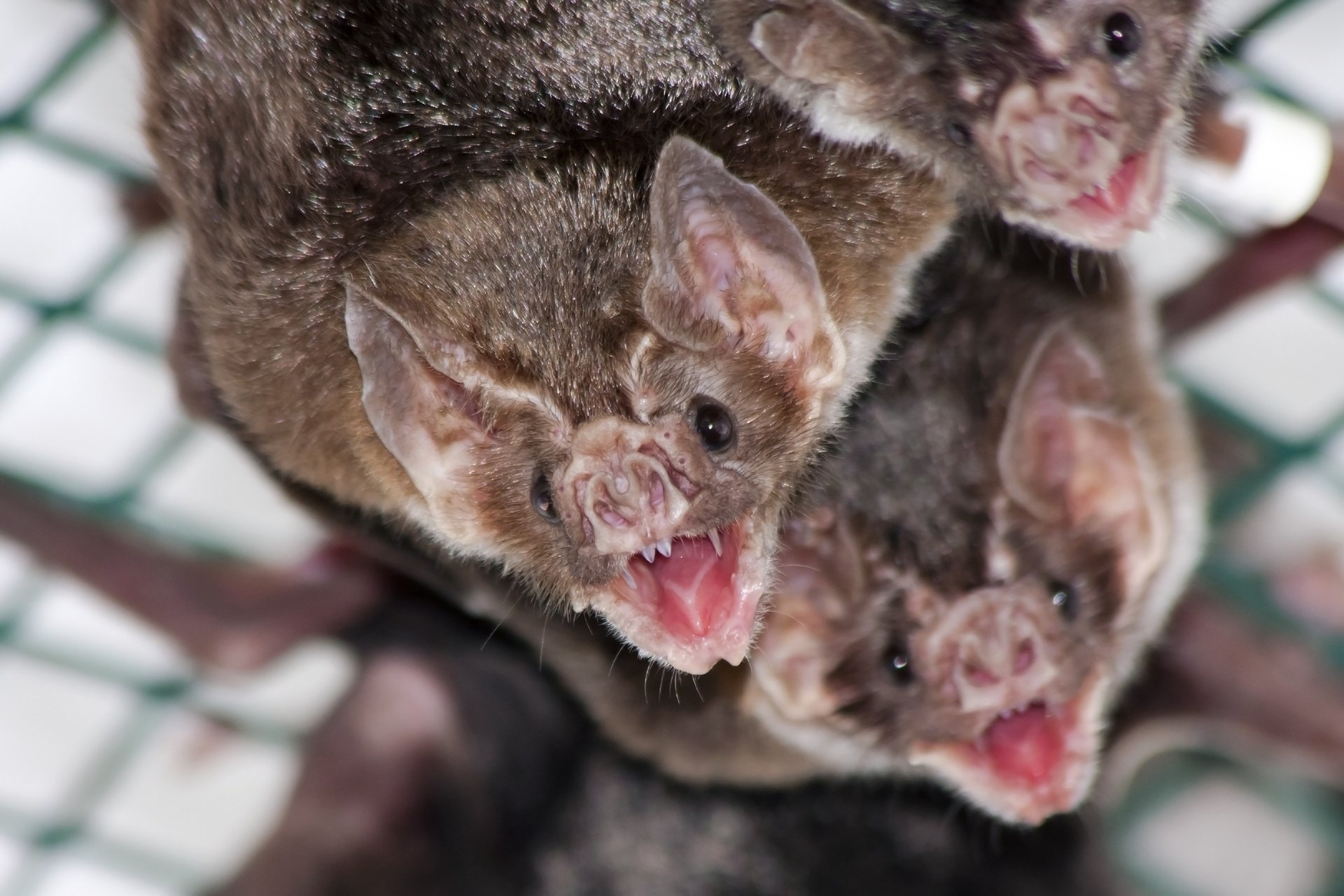 Bats may hold clues to why humans form cleft palettes