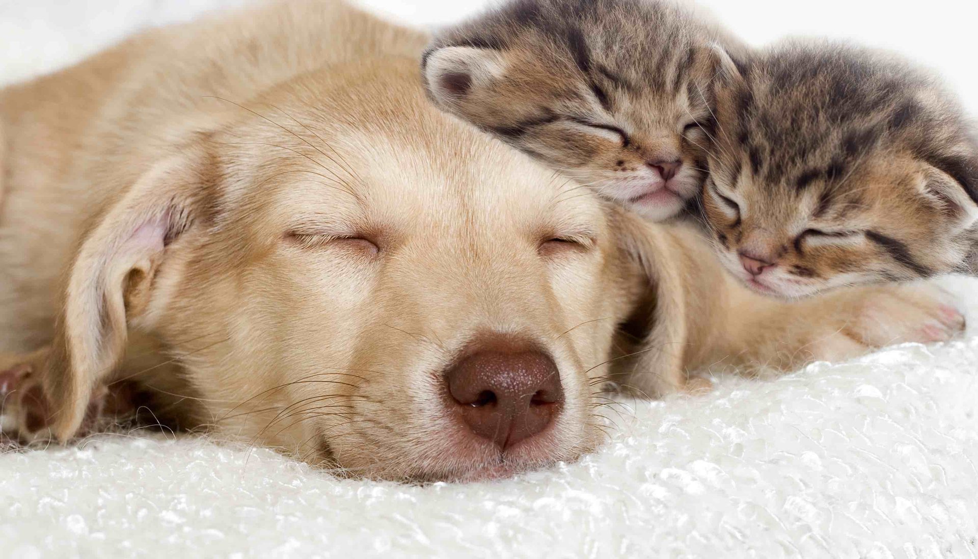 The truth about dog dreams