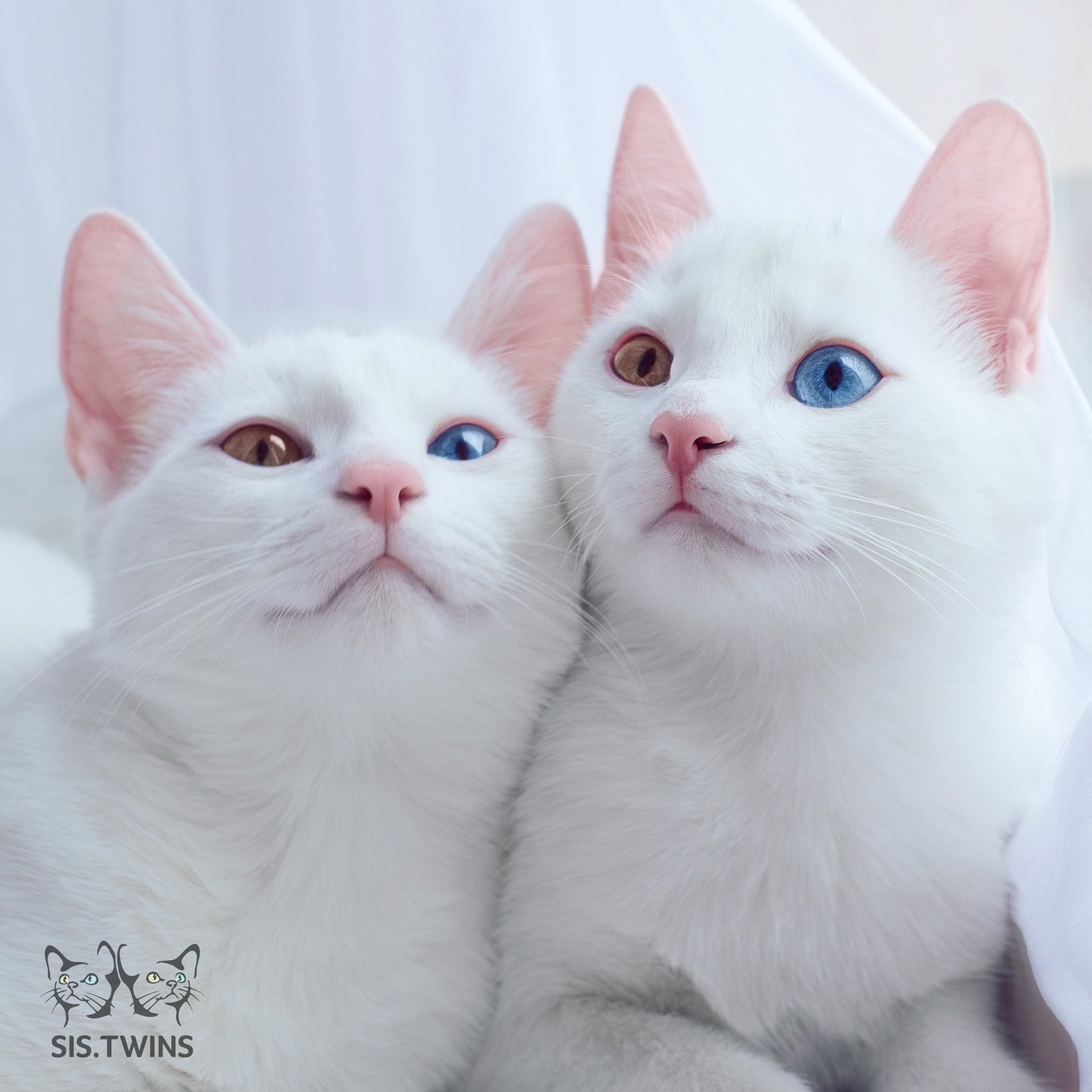 Rare condition produces gorgeous twin kittens