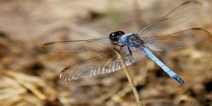 Meet Erythrodiplax ana, a new species of Brazilian Dragonfly