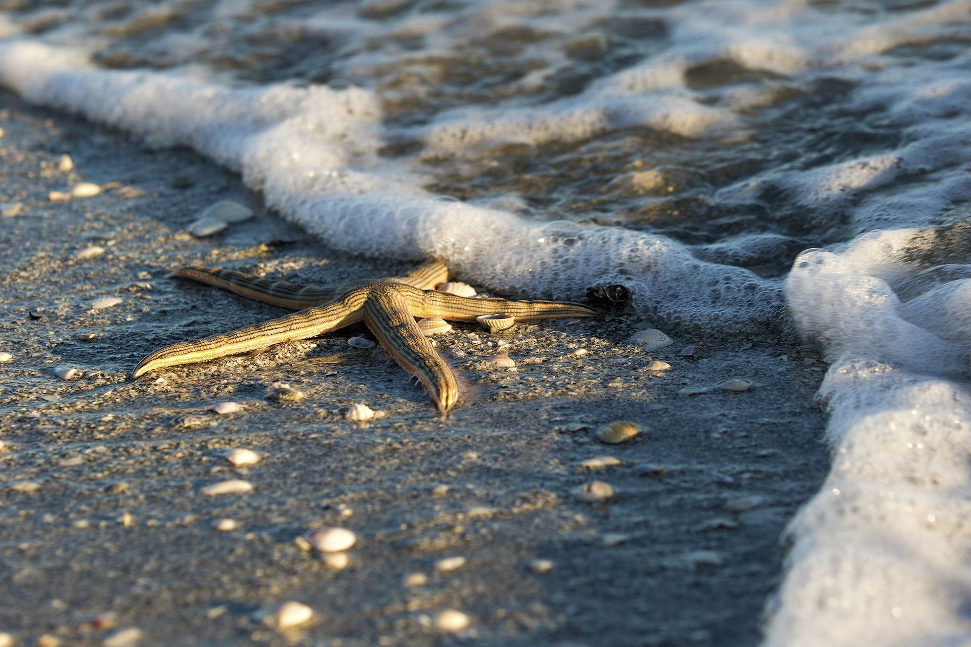Salish Sea stars are in a severe decline