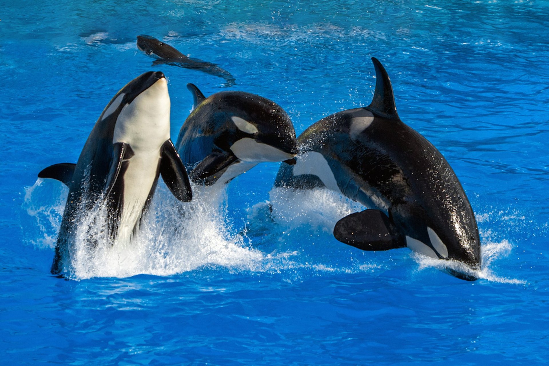 Sad report on Washington State orcas
