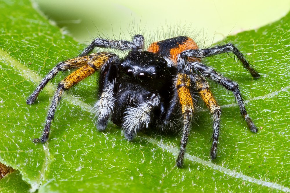 Jumping spiders hear without ears