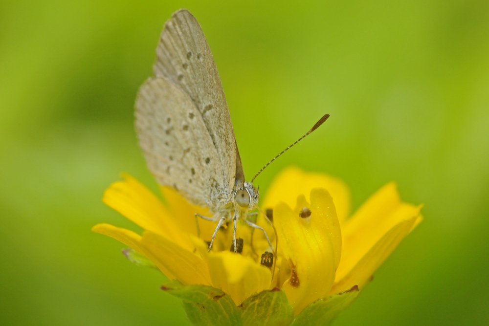 Pygmy moth species detailed in new report