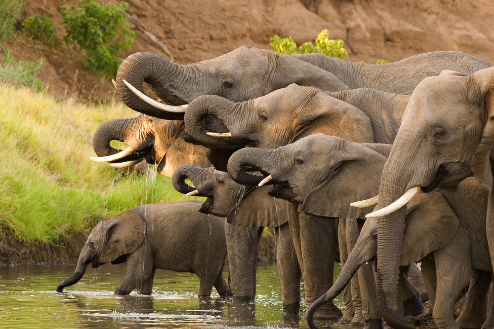 African elephant poaching costs the continent greatly