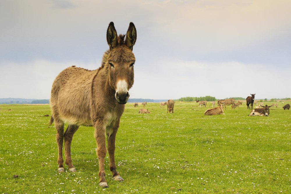 Donkey symposium reveals their continued plight
