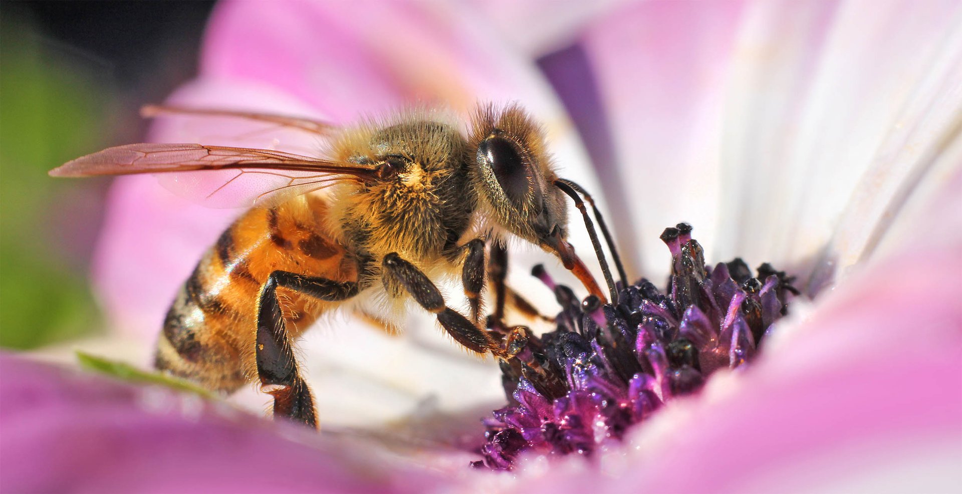 Honeybees threatened by disease again, study reports