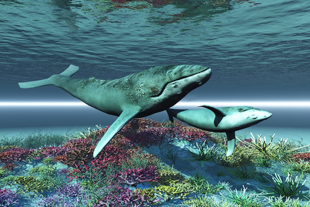 Whale songs reveal new melody, researchers report