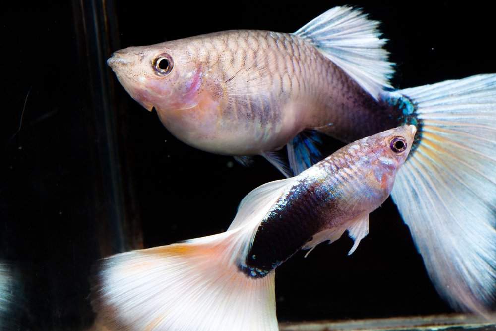 What female fish want revealed in stickleback study