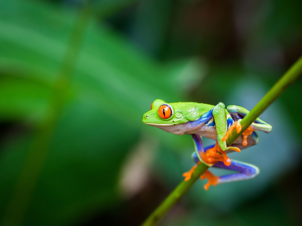 Amphibians eat vegetarian diet in the heat – possibly due to warming