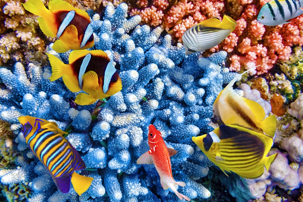 Caribbean coral reef study reveals symbiotic relationship