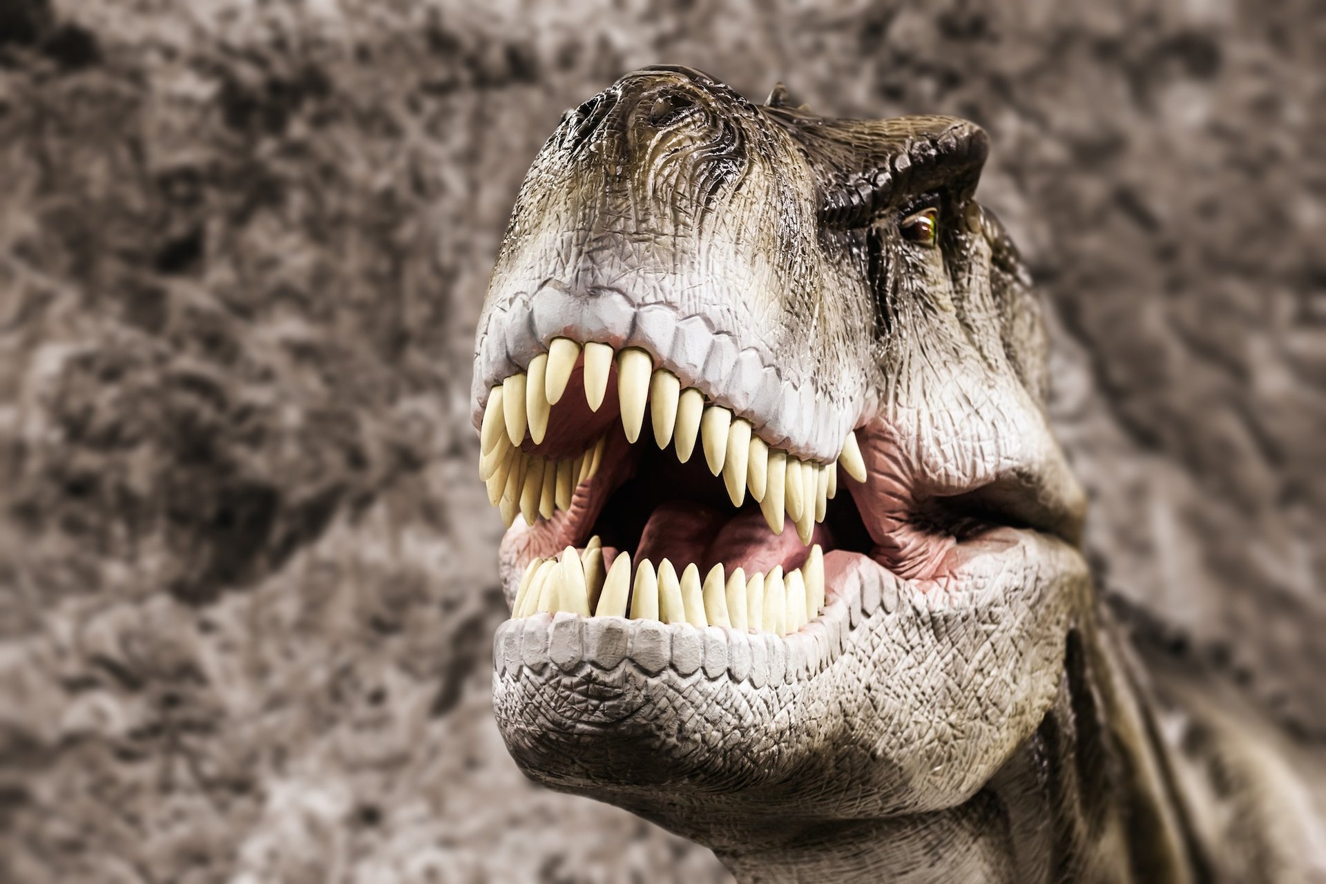 Reptilian ancestors may be behind our Hollywood smiles