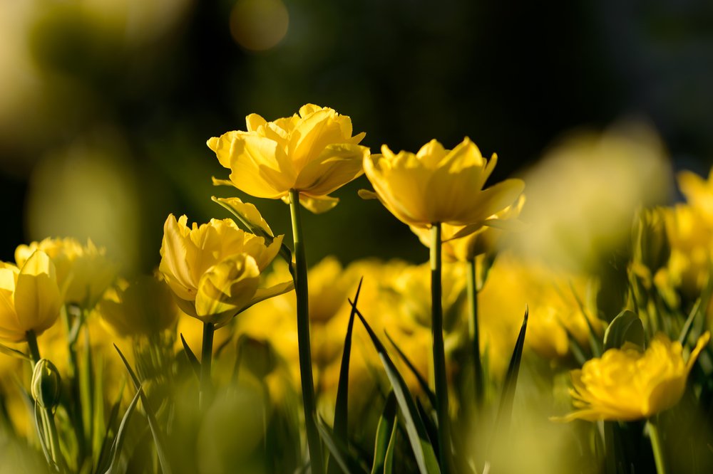 Gene network controls how flowers and plants grow