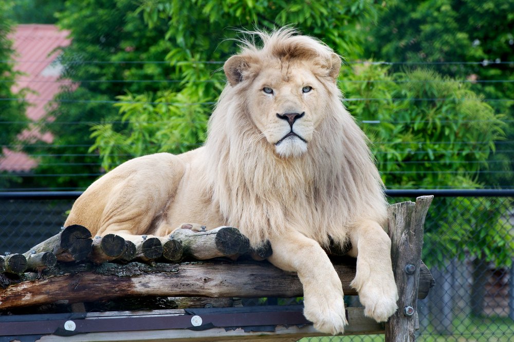 Wild animals lead longer lives in zoos than in the wild