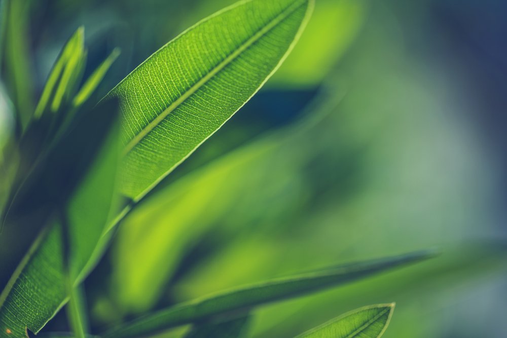 Carbon-hungry plants prevent warming by recycling greenhouse gases