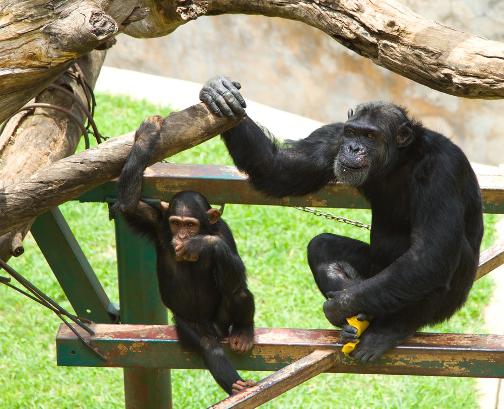 Male chimpanzees better fathers than husbands
