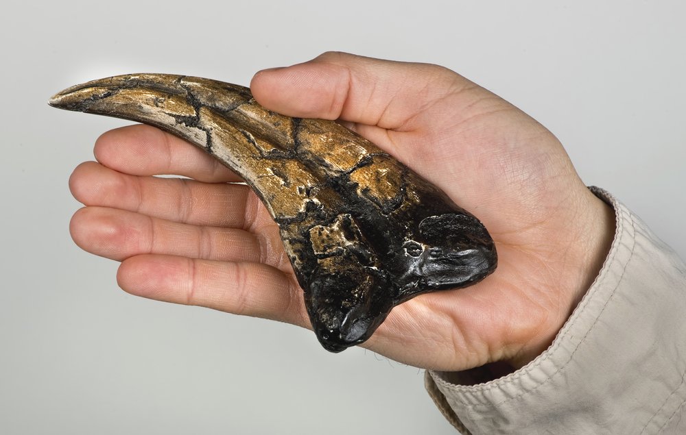 Extinct dinosaur rocked keratin in claws eons before modern birds