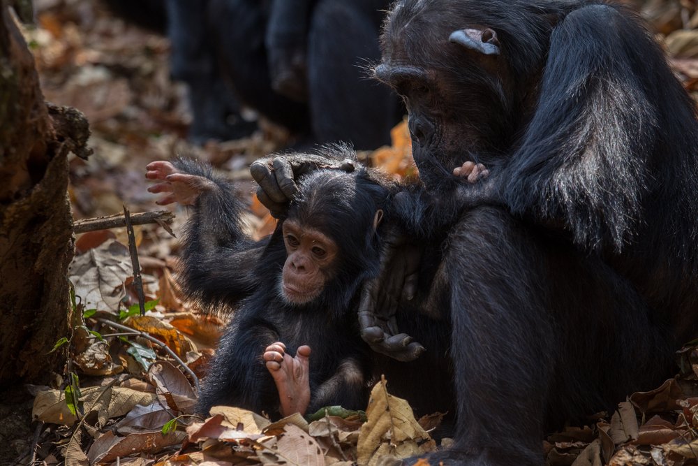 Female chimpanzees hire babysitters so they can have more babies