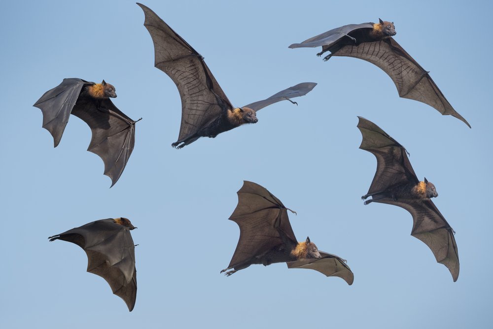 Brazilian free-tailed bat flies at breakneck speeds