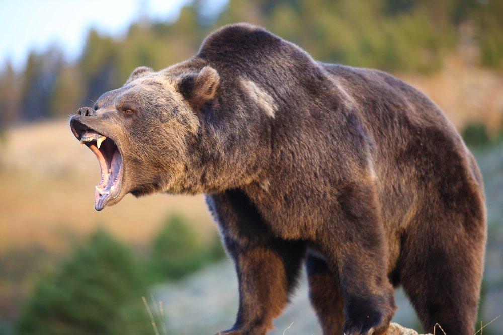 Bear spit provides scientists a rich new source of data