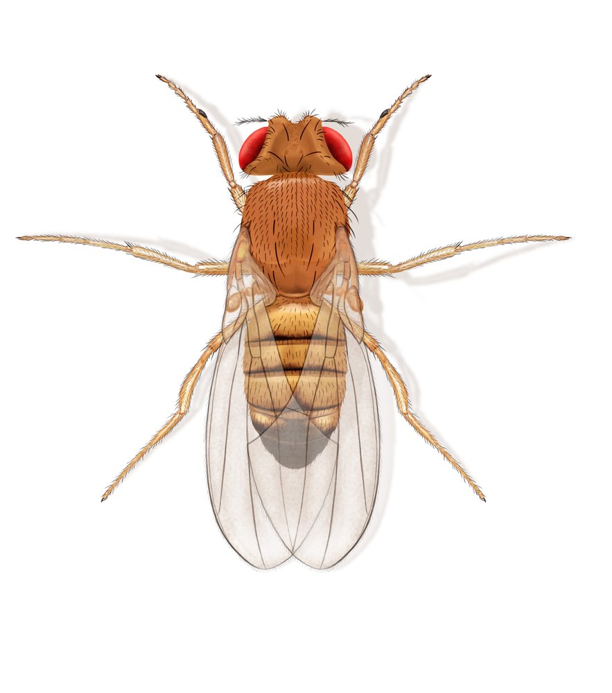 Fruit flies teach humans about the common cold in new study
