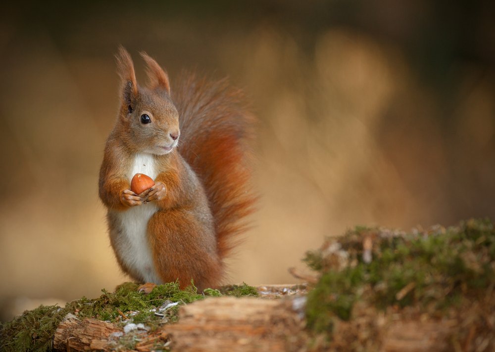 Red squirrels in Britain infected with 730-year-old leprosy strain