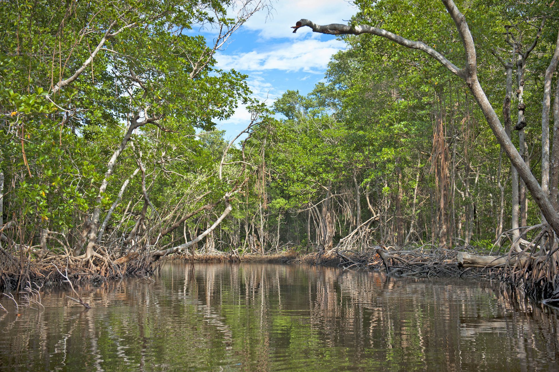 Mangrove forests in the Everglades store carbon worth billions of dollars