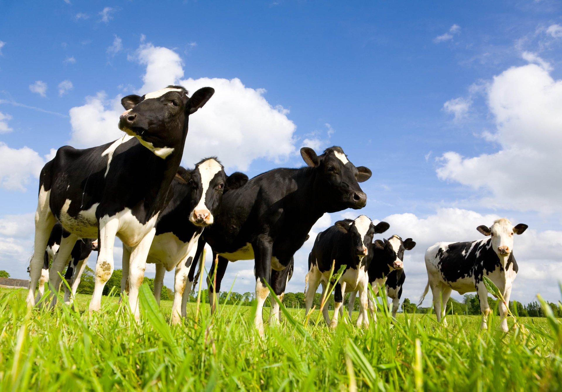 Humans have been using milk and dairy products for 9000 years