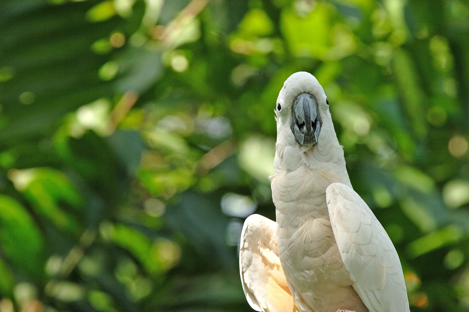 Goffin's cockatoos seen making sophisticated tools