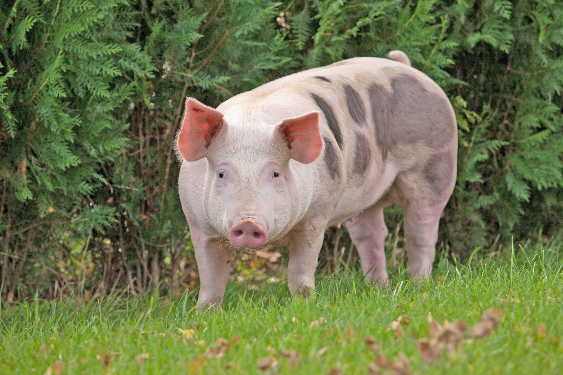 Animals make life decisions based on their mood and personality type