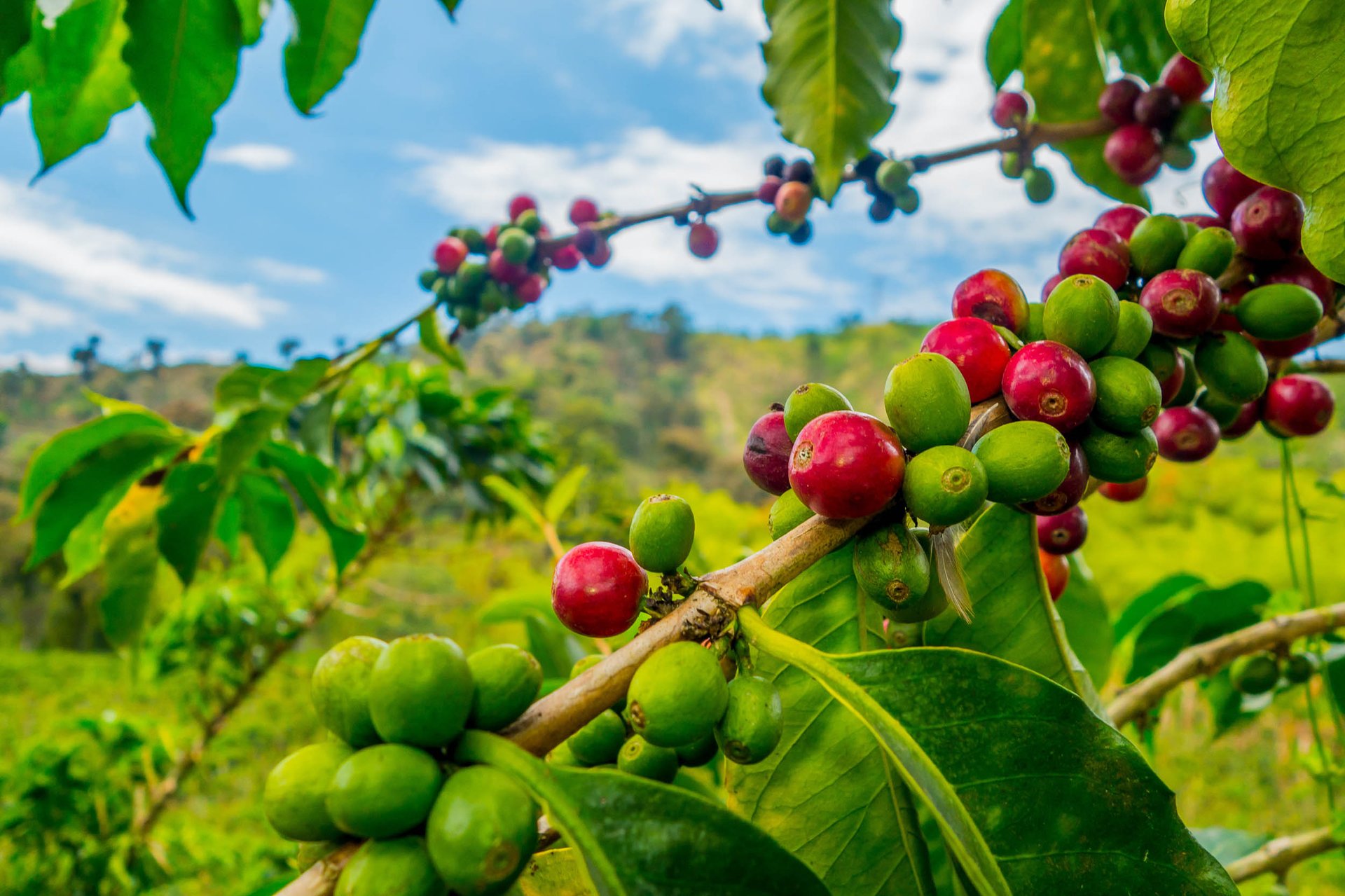 Global warming will make it difficult to grow coffee, scientists say