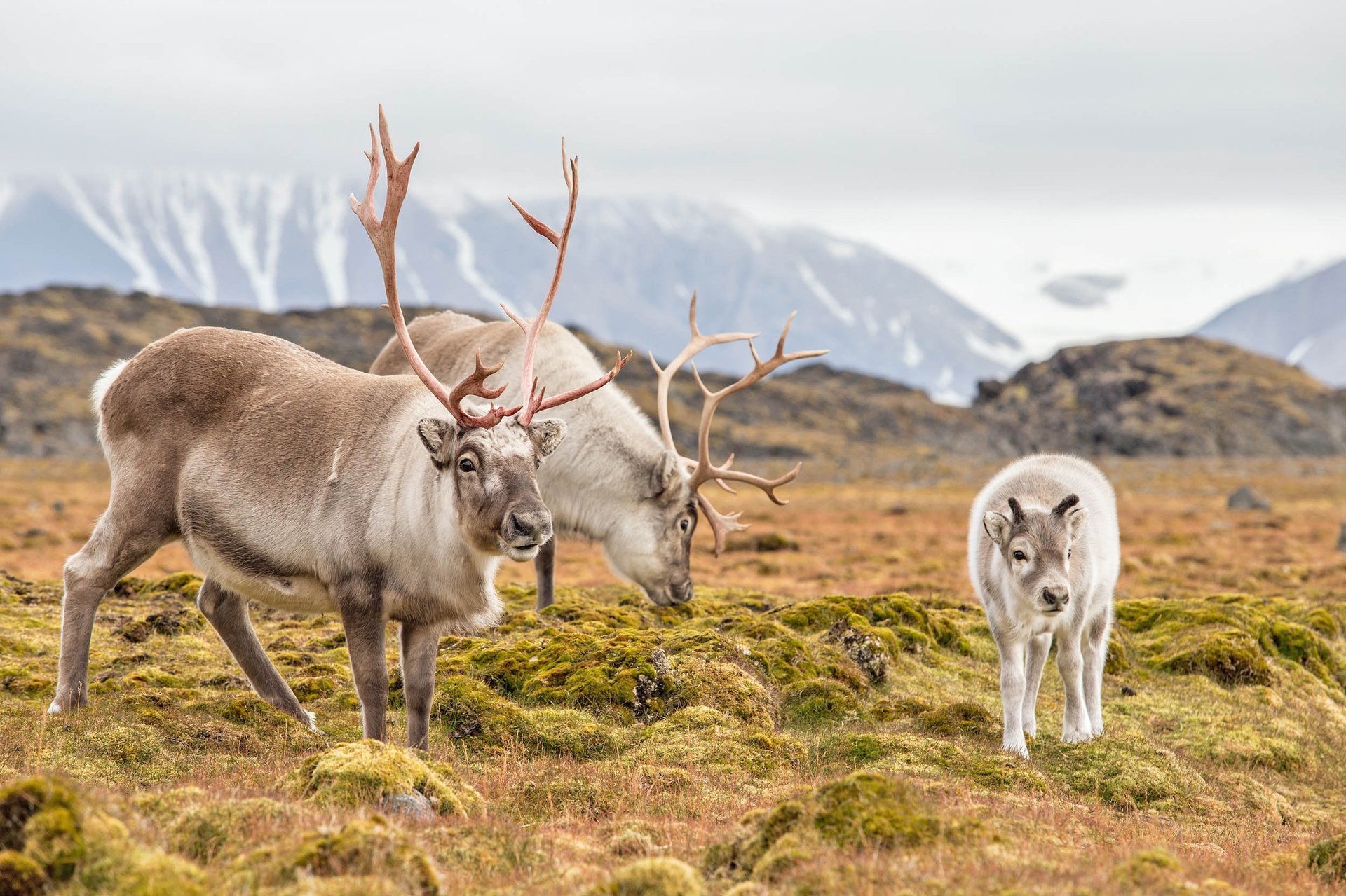 250,000 reindeer in Siberia are being killed to make room for drilling