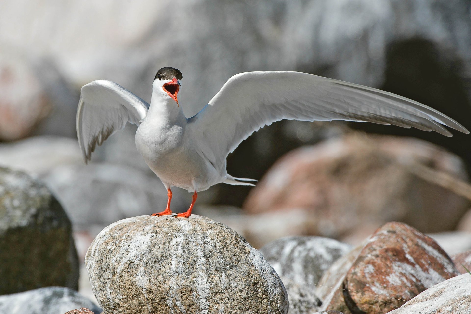 How does poop from migratory seabirds help cool the Arctic?