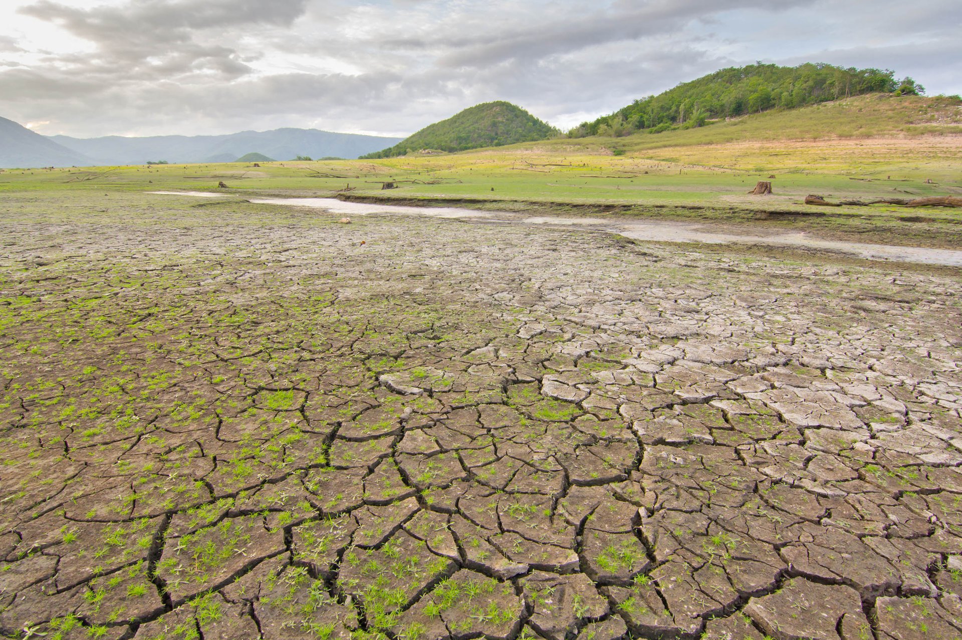 California drought has killed 102 million trees across the state