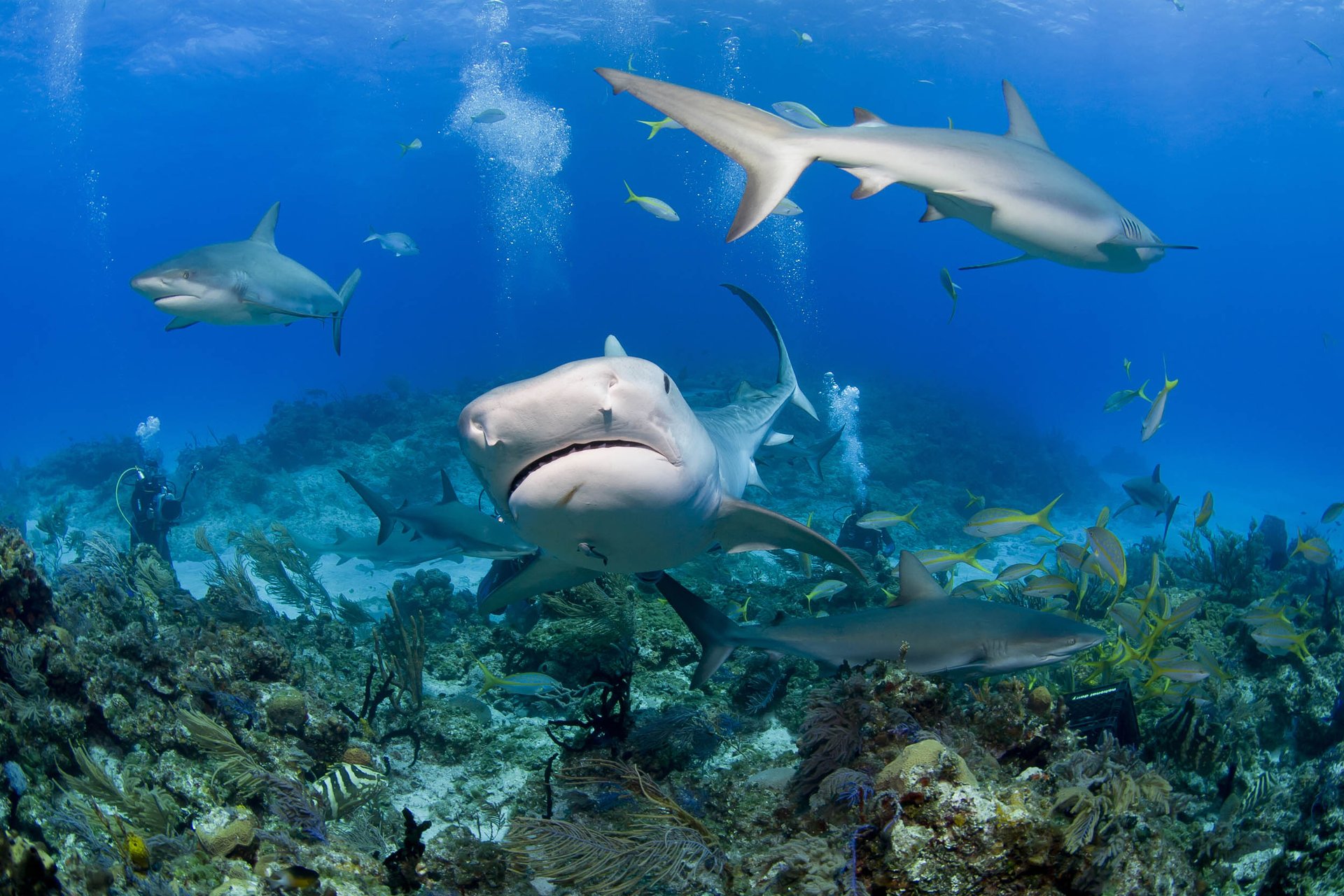 Island of Kiribati establishes large shark sanctuary
