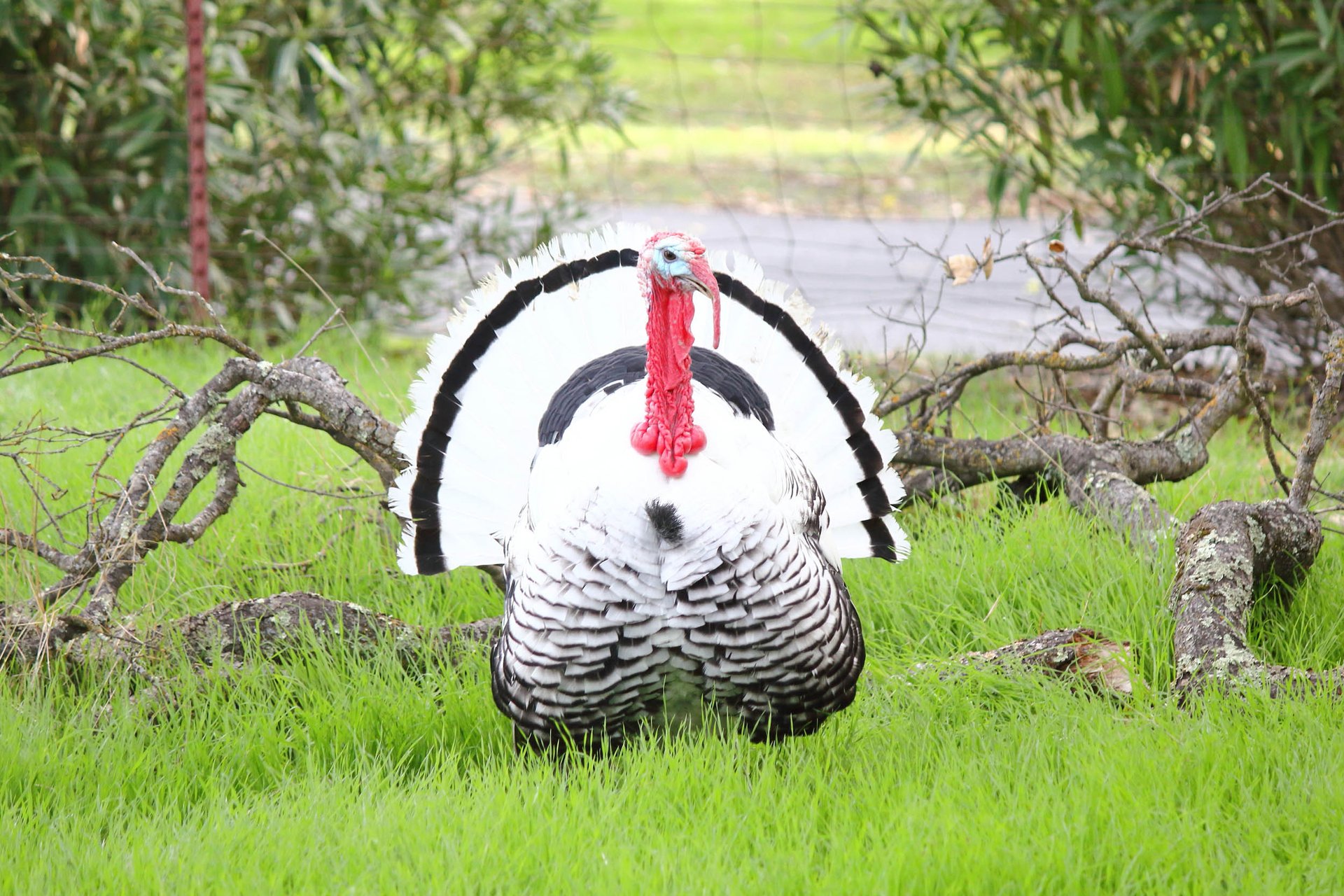 Turkey domestication happened at least 1500 years ago