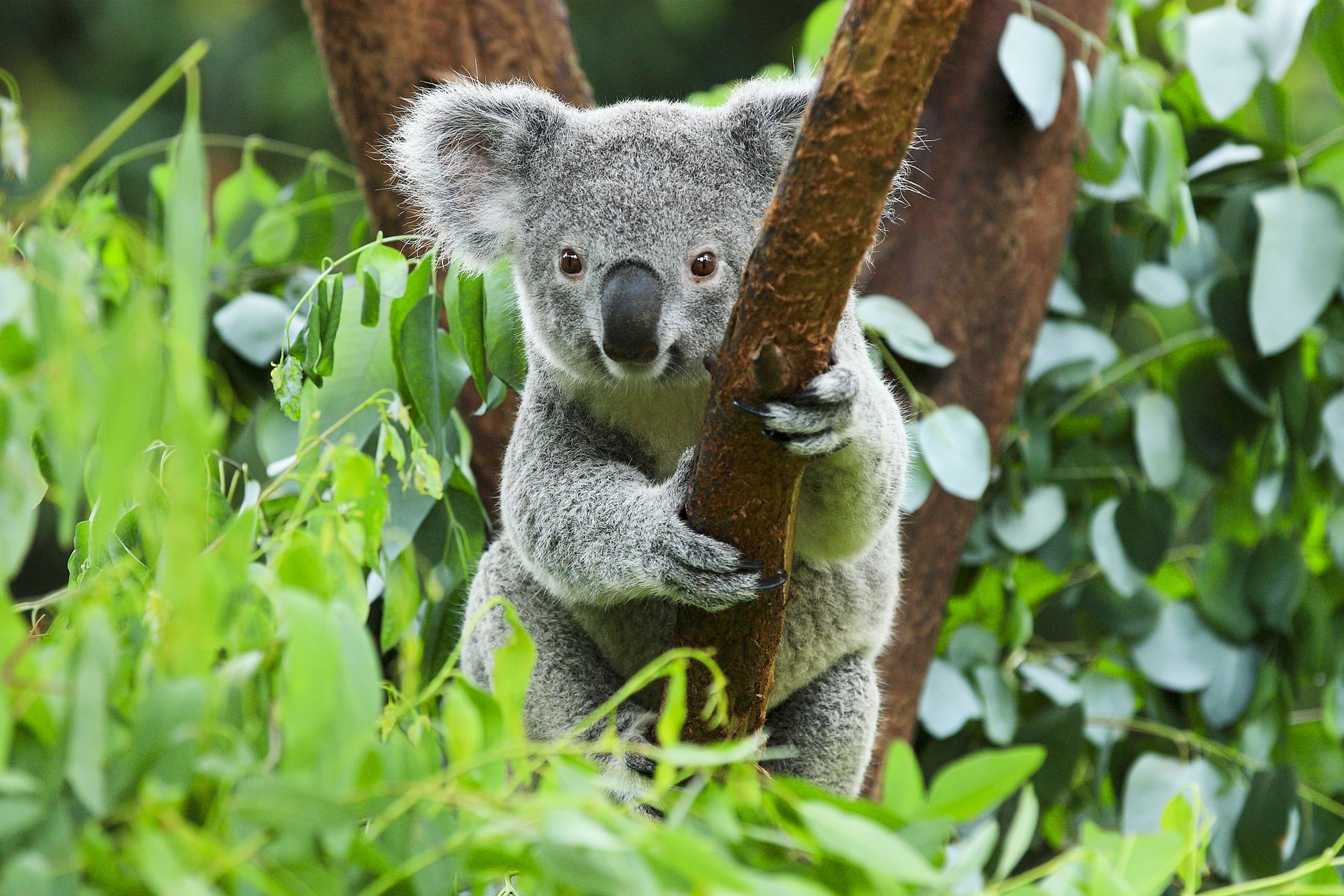 Australasian marsupials survived ancient climate change