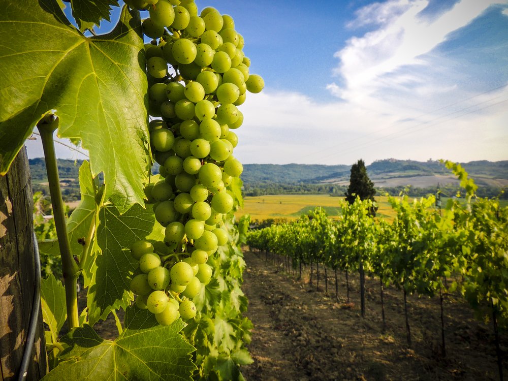 Climate change could be good news for UK wine industry